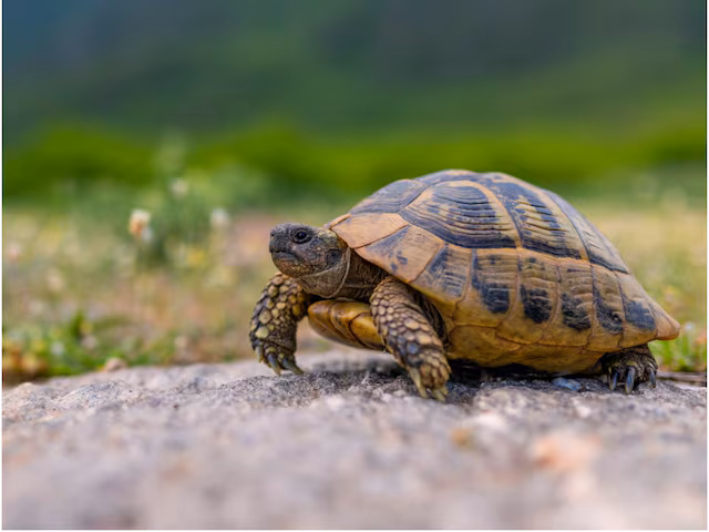 turtle