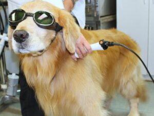 Dog receiving veterinary cold laser therapy for pain and mobility support