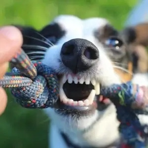 pet dental