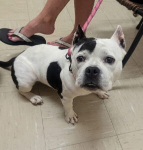 Black and white dog on a pink leash during a veterinary visit