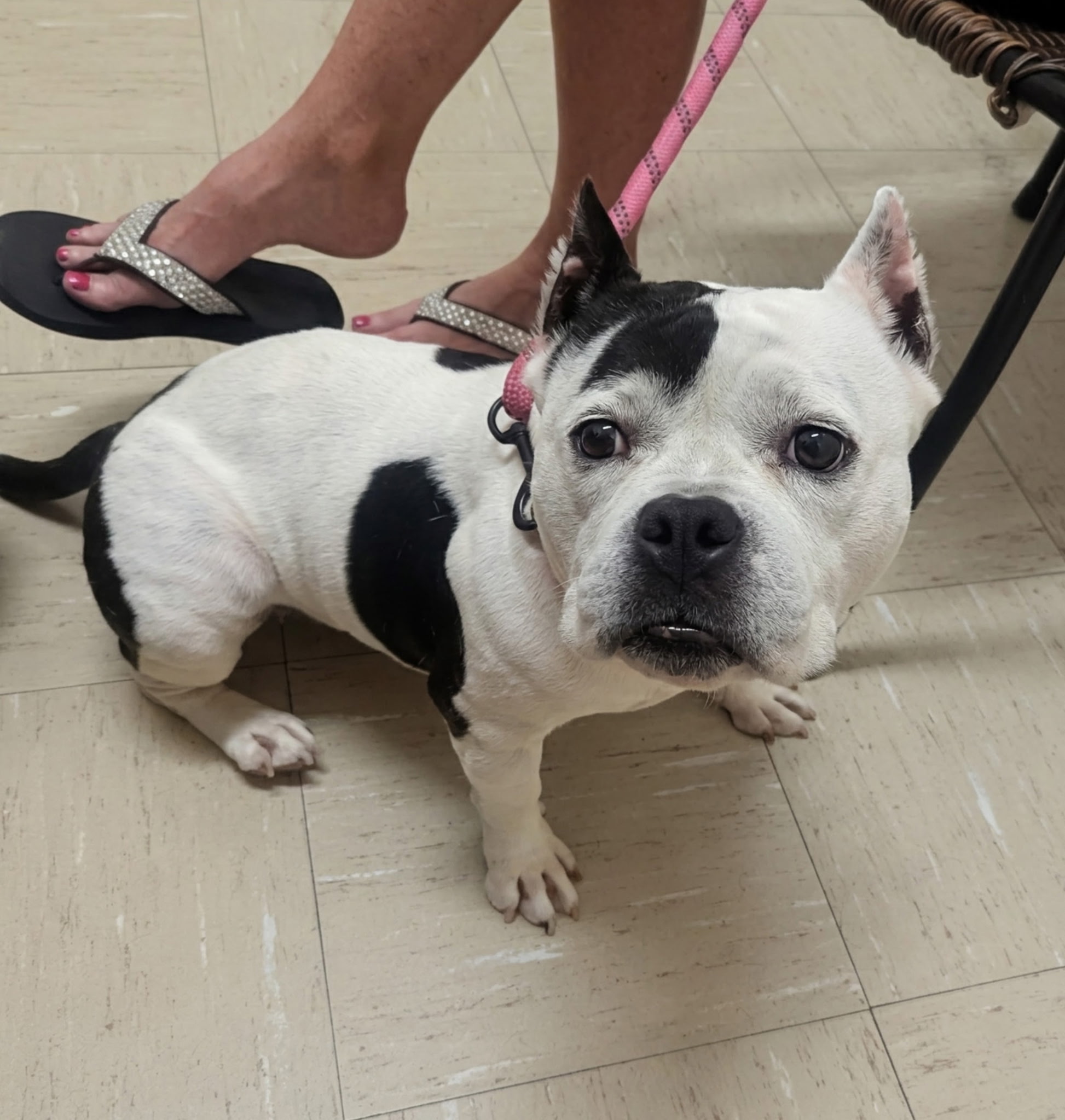 Black and white dog on a pink leash during a veterinary visit
