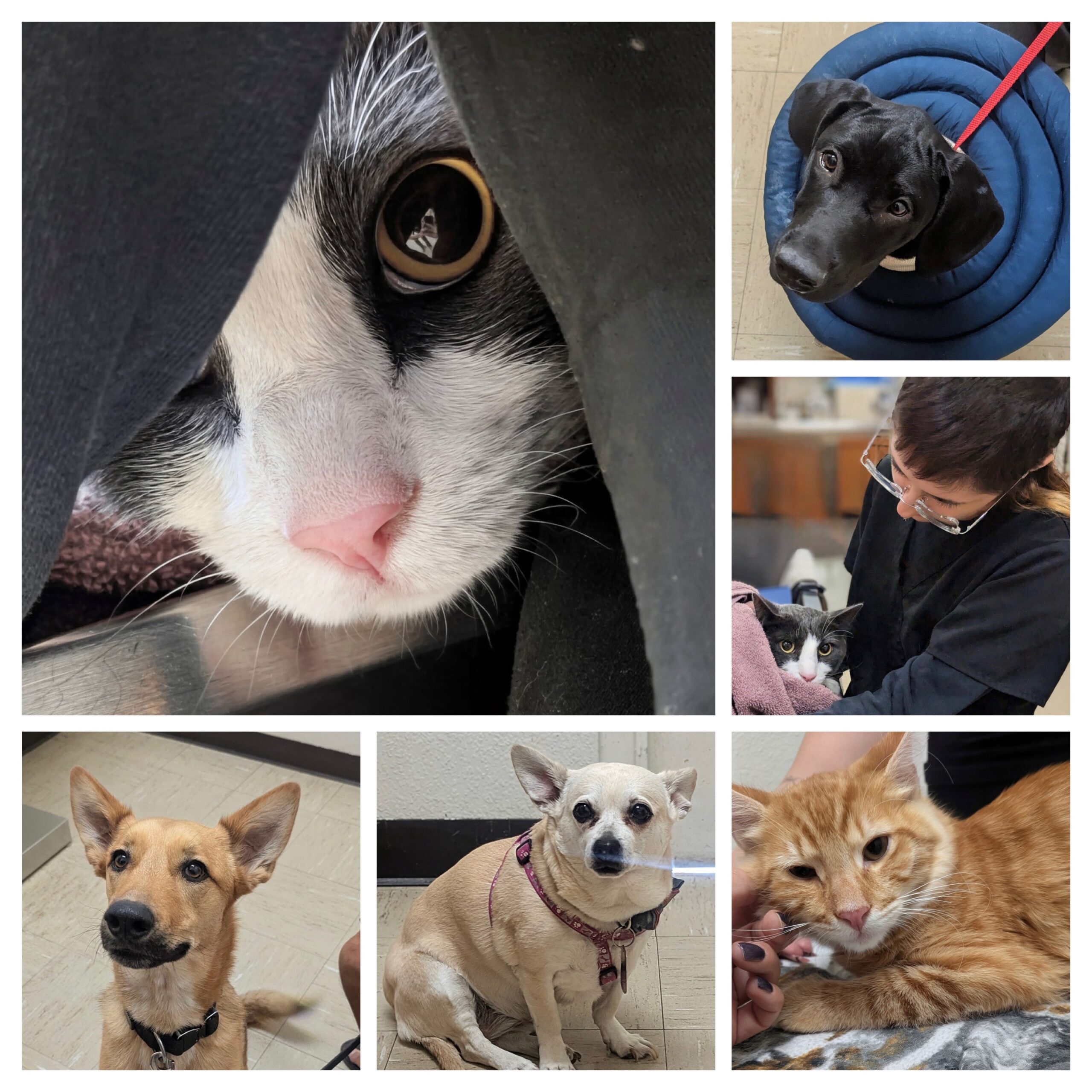 Dogs and cats receiving gentle, fear-free veterinary care at Desert Forest Animal Hospital in Cave Creek. Caption