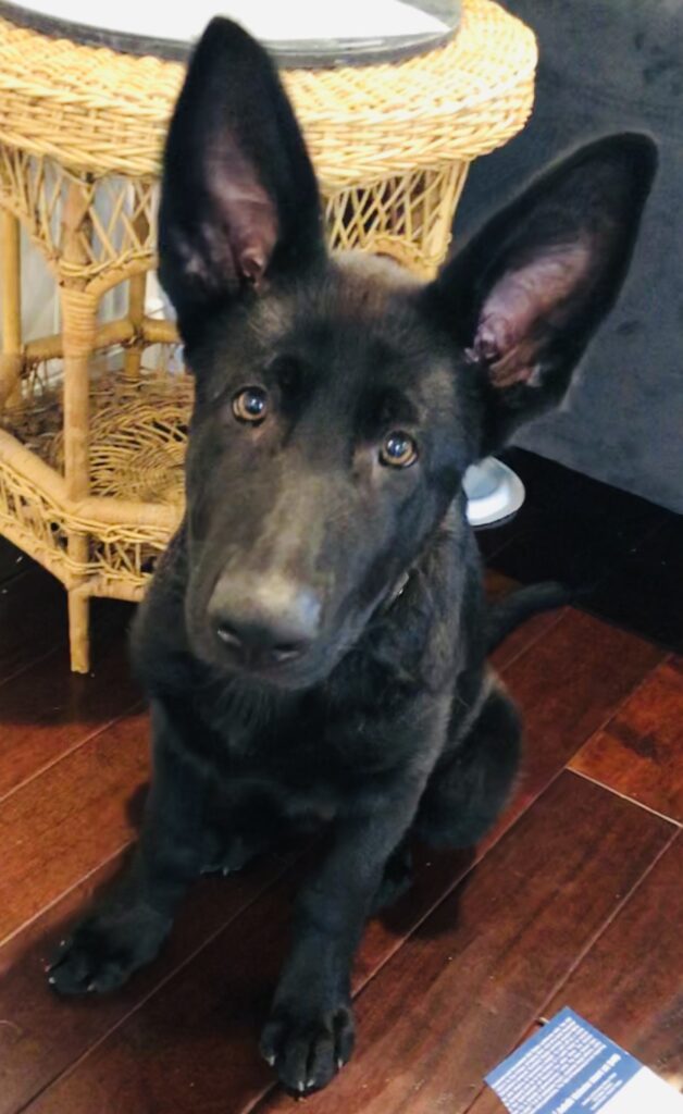 Black puppy sitting indoors during its first year of life.