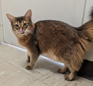 Long-haired brown cat patient at Desert Forest Animal Hospital in Cave Creek, Arizona