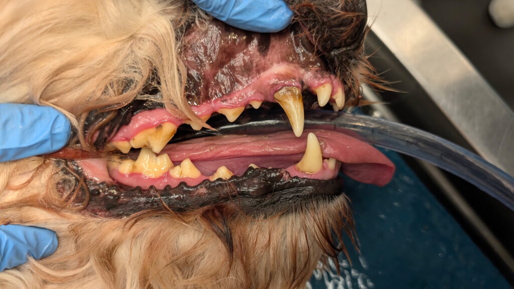 Dog with heavy dental tartar and inflamed gums during a veterinary dental examination