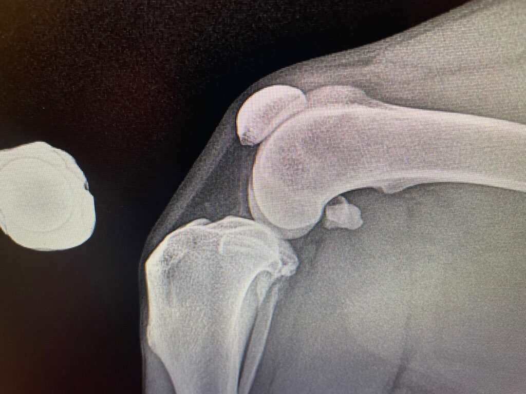 Canine stifle joint radiograph showing the knee and surrounding bones