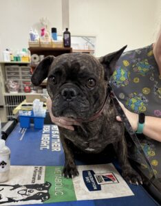 Brindle dog being held by a veterinary team member during an examination