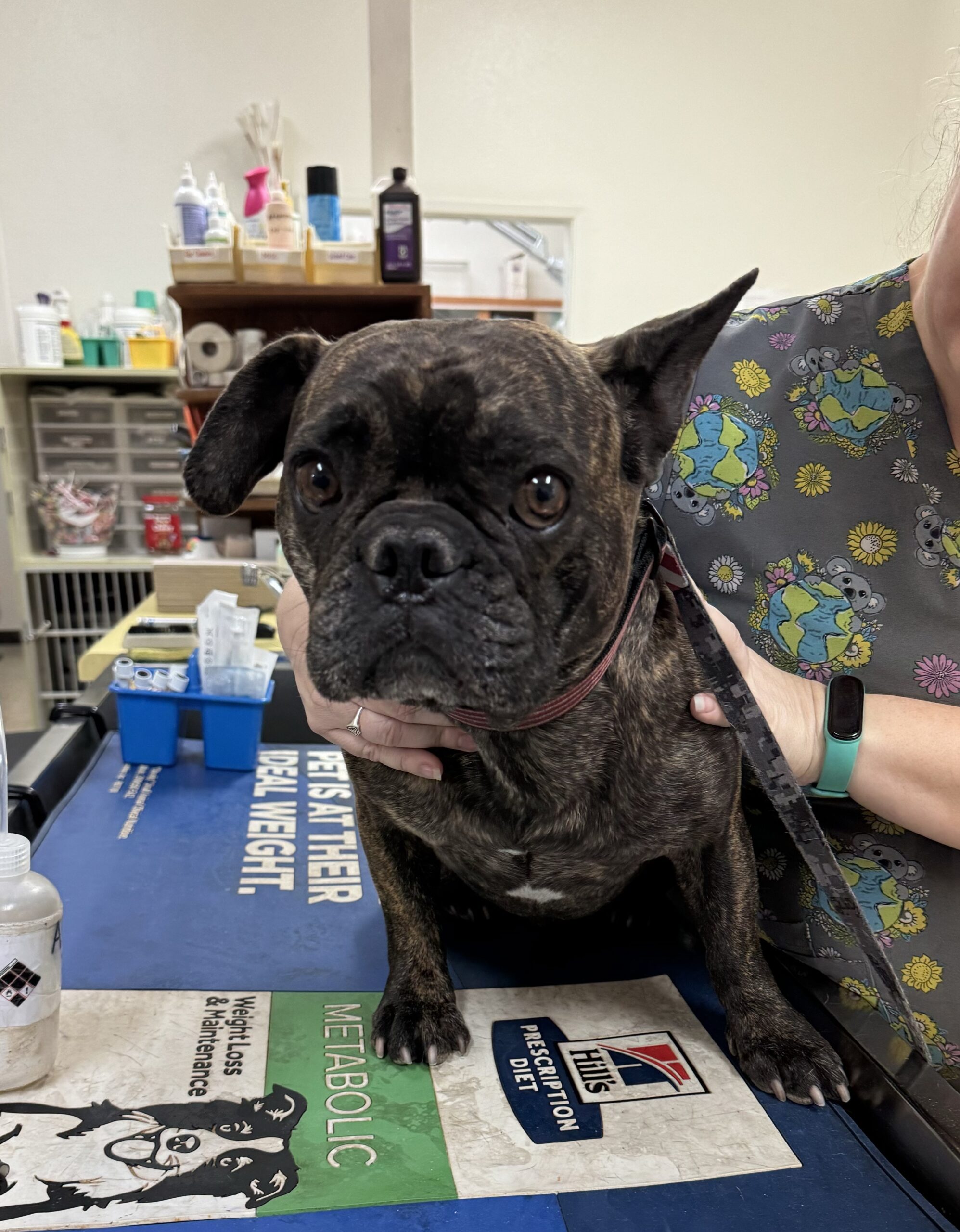 Brindle dog being held by a veterinary team member during an examination