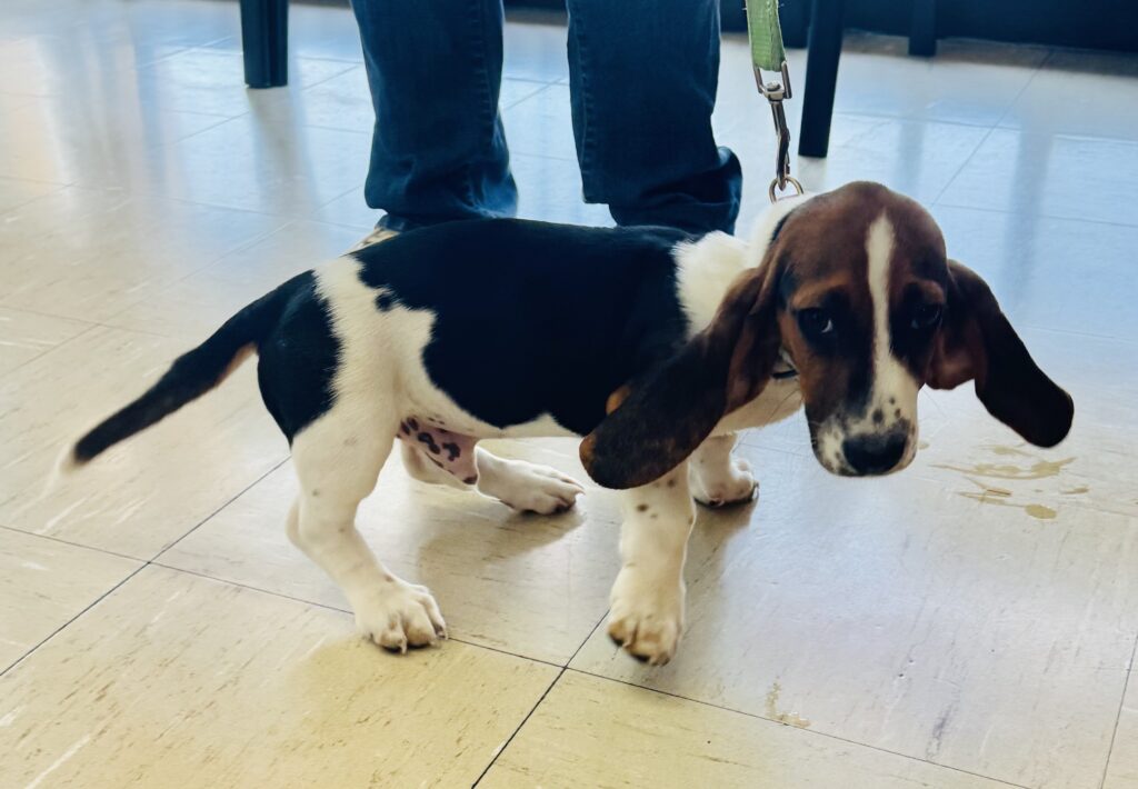 Basset Hound puppy during a veterinary visit
