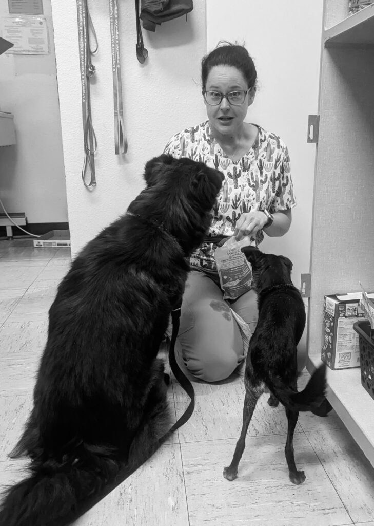 Veterinary team member interacting with two dogs during a visit at Desert Forest Animal Hospital