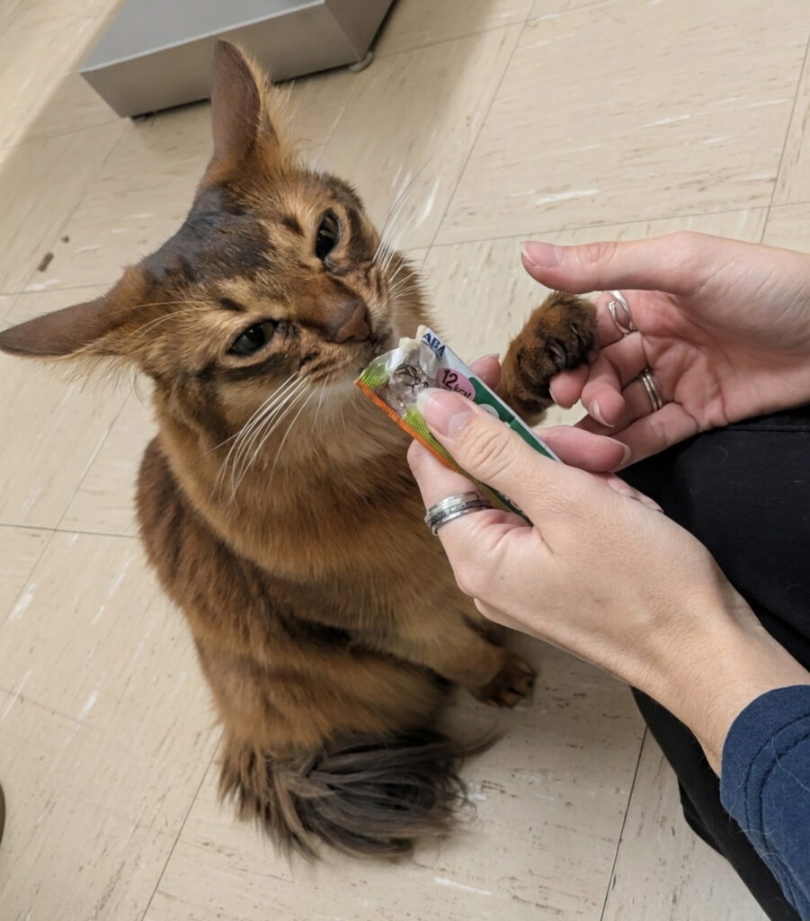 Brown cat taking a treat during a veterinary visit