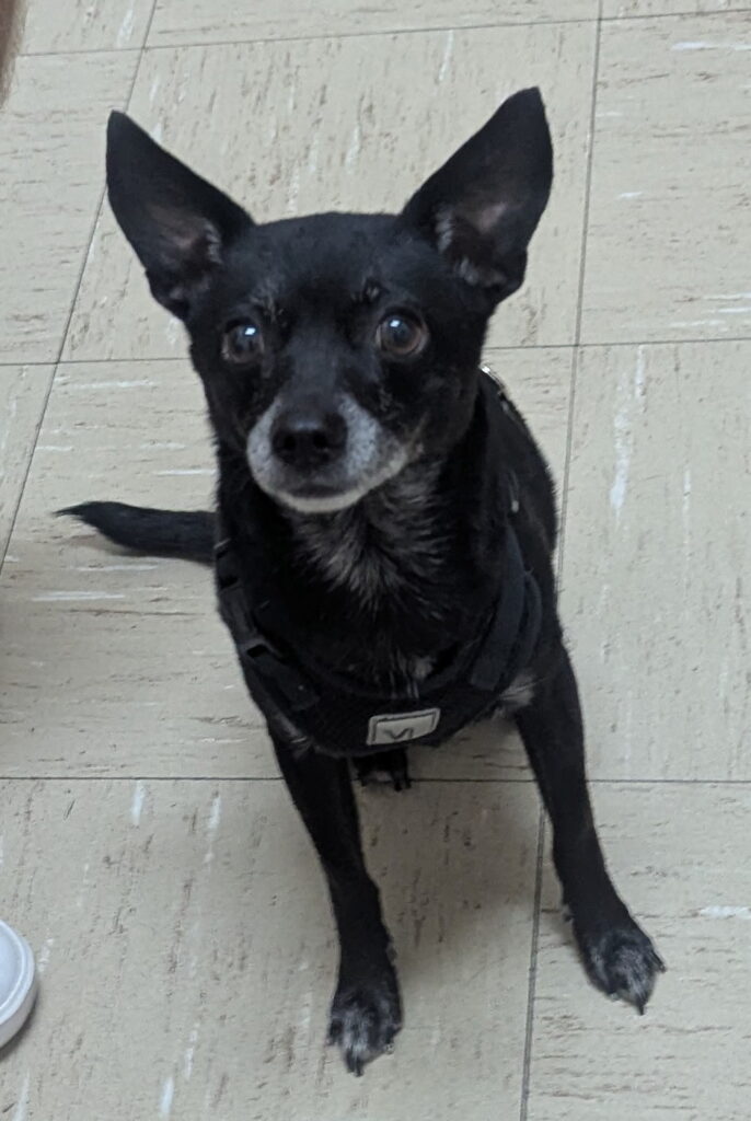Small black dog patient at Desert Forest Animal Hospital