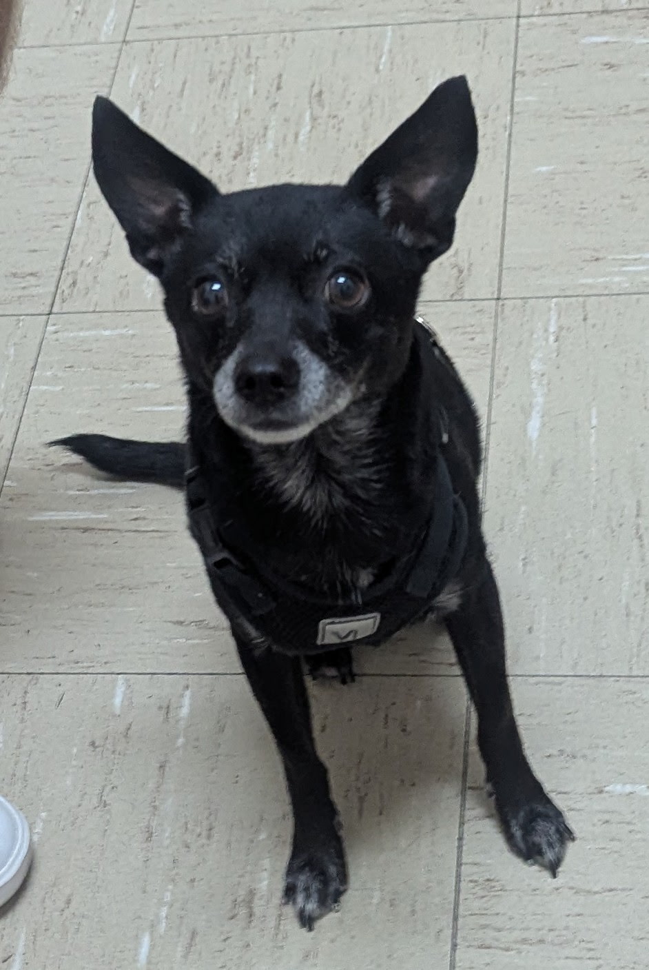 Small black dog patient at Desert Forest Animal Hospital
