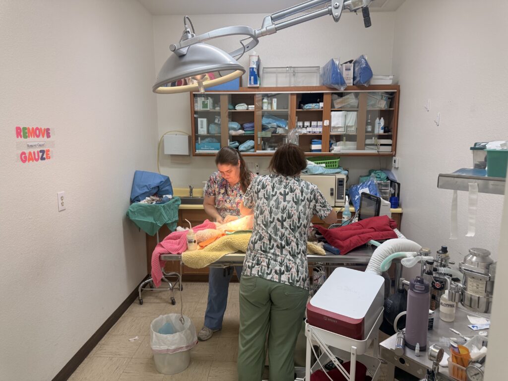 Veterinary team performing a surgical procedure at Desert Forest Animal Hospital